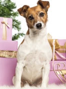 Jack Russell Terrier screenshot #1 132x176