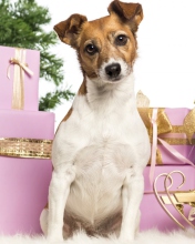 Jack Russell Terrier wallpaper 176x220