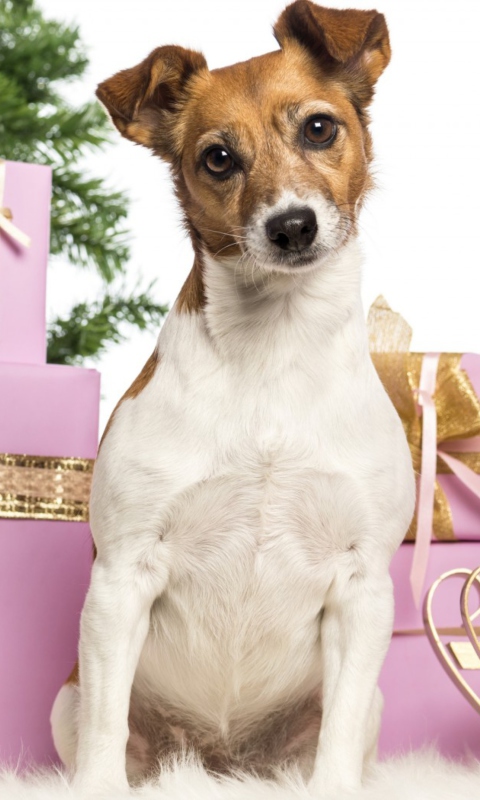 Jack Russell Terrier wallpaper 480x800