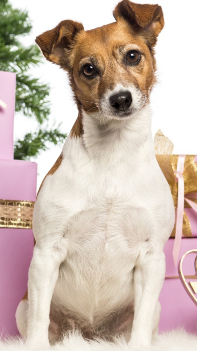 Jack Russell Terrier wallpaper 640x1136