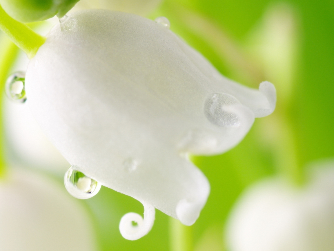 Sfondi White Flower 1152x864