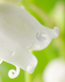 Sfondi White Flower 128x160