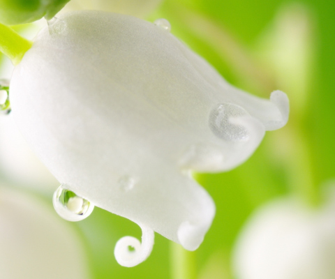 White Flower screenshot #1 480x400