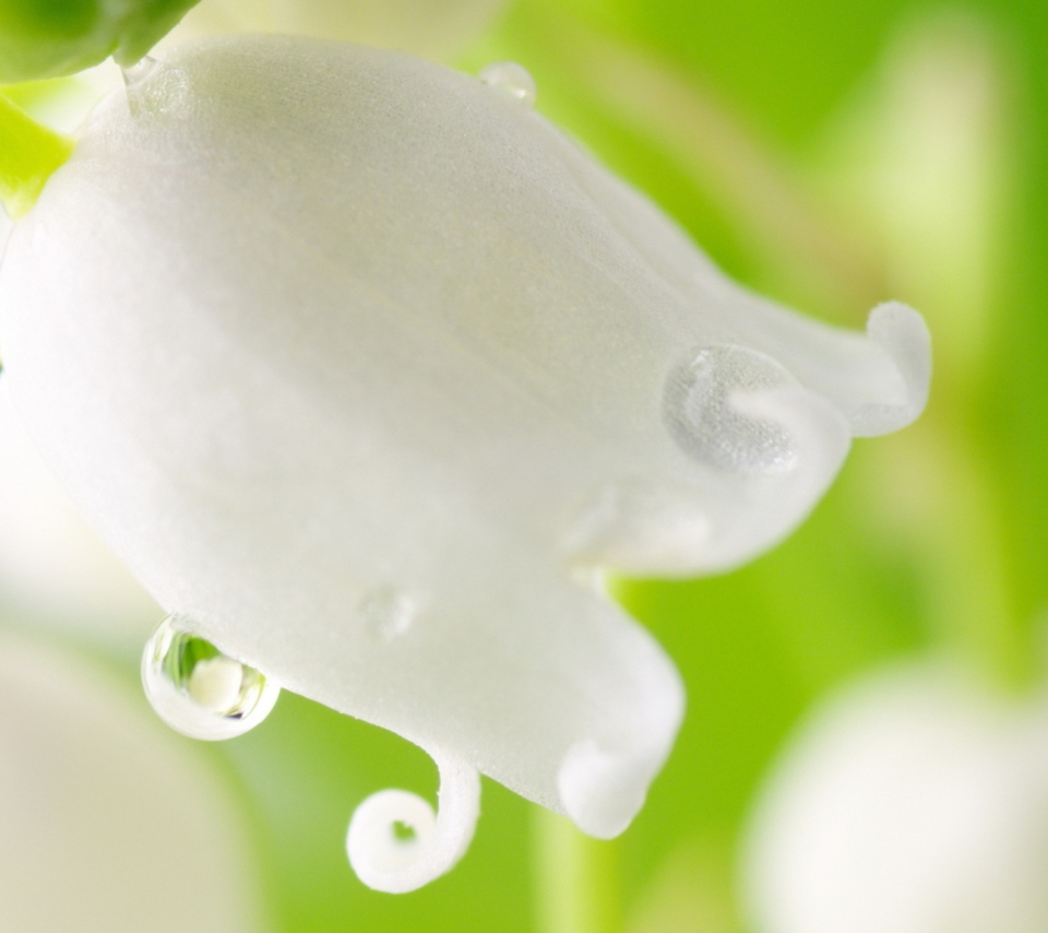 Sfondi White Flower 960x854