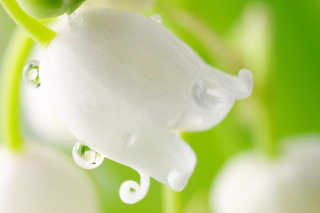 White Flower - Obrázkek zdarma 