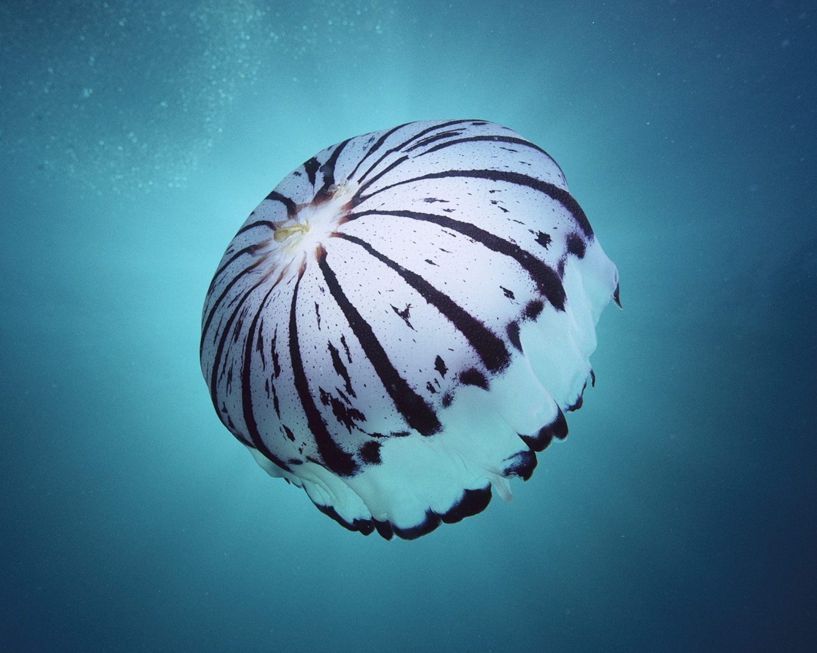 Sfondi Purple Jellyfish 1600x1280
