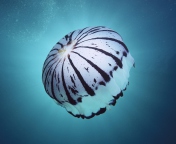Fondo de pantalla Purple Jellyfish 176x144