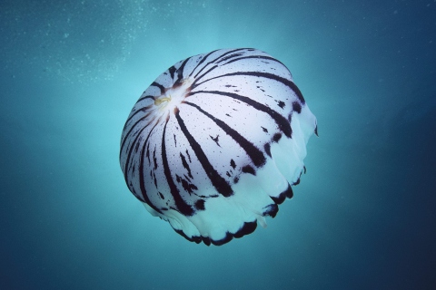 Das Purple Jellyfish Wallpaper 480x320