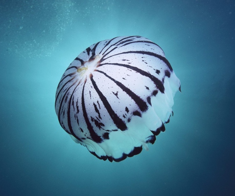 Das Purple Jellyfish Wallpaper 480x400