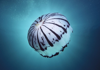 Purple Jellyfish papel de parede para celular 