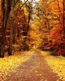 Fondo de pantalla Autumn Pathway 128x160