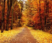 Das Autumn Pathway Wallpaper 176x144