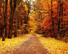 Fondo de pantalla Autumn Pathway 220x176