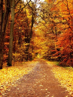 Das Autumn Pathway Wallpaper 240x320