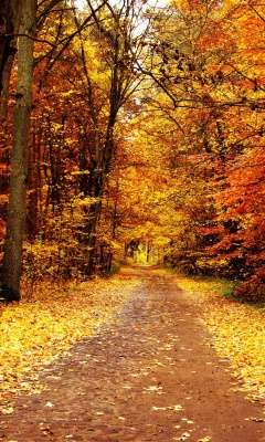 Das Autumn Pathway Wallpaper 240x400