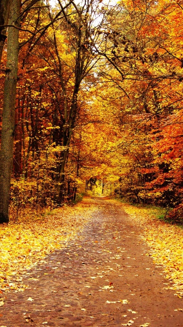 Обои Autumn Pathway 360x640