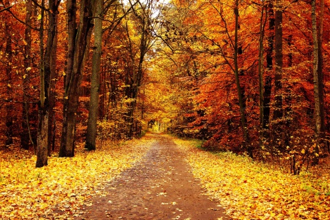 Autumn Pathway wallpaper 480x320