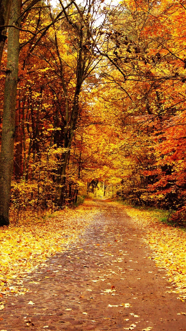 Обои Autumn Pathway 640x1136