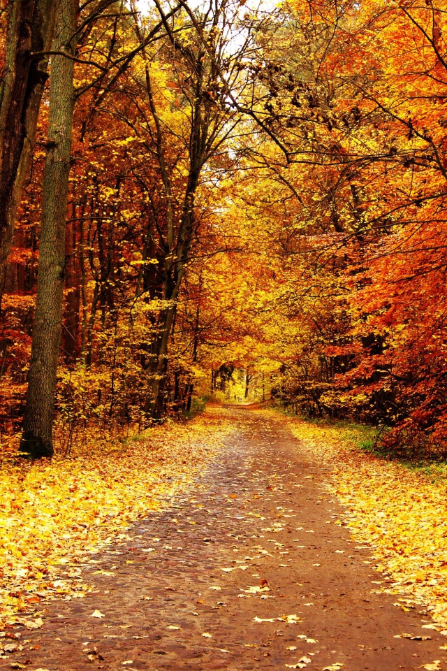 Sfondi Autumn Pathway 640x960