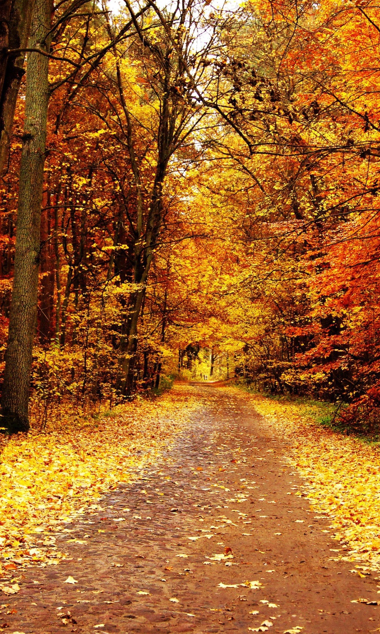 Das Autumn Pathway Wallpaper 768x1280