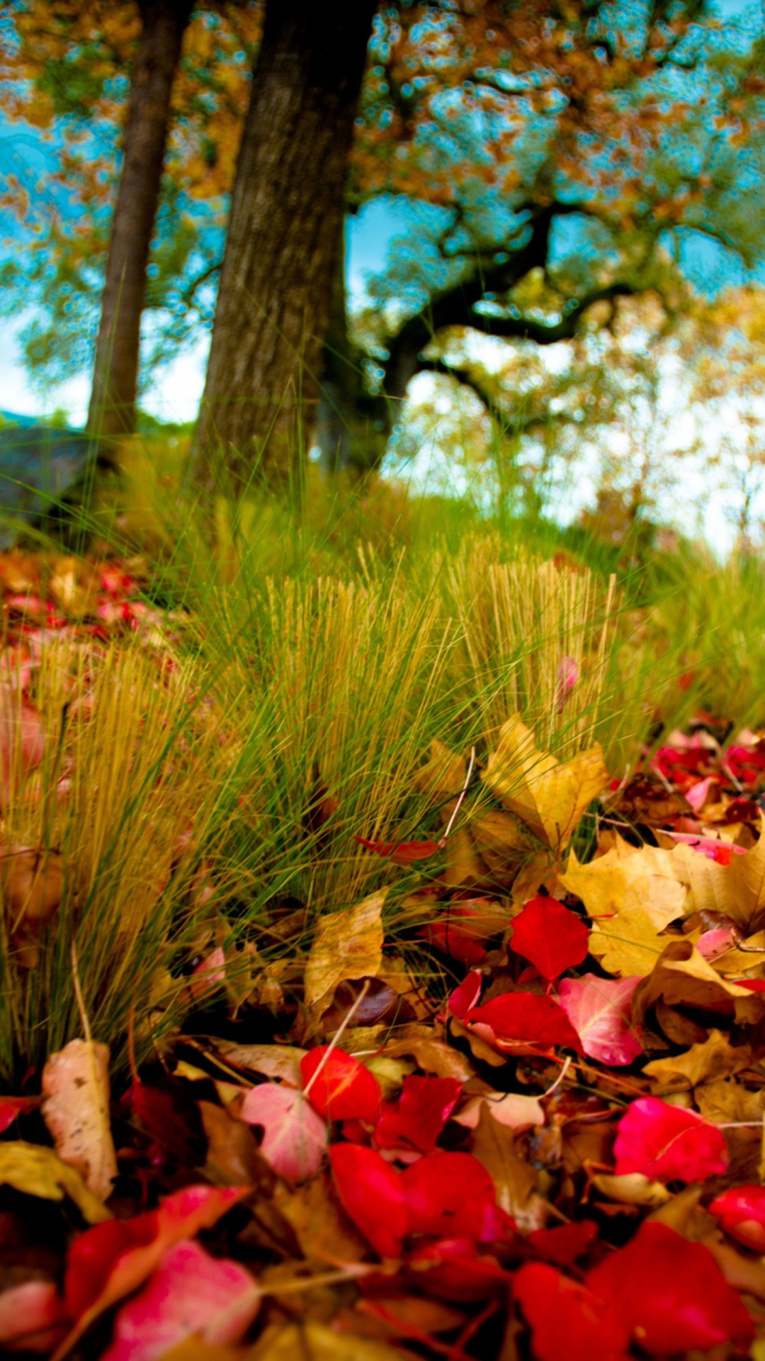 Screenshot №1 pro téma Fallen Leaves 1080x1920