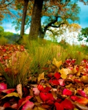 Fallen Leaves wallpaper 128x160