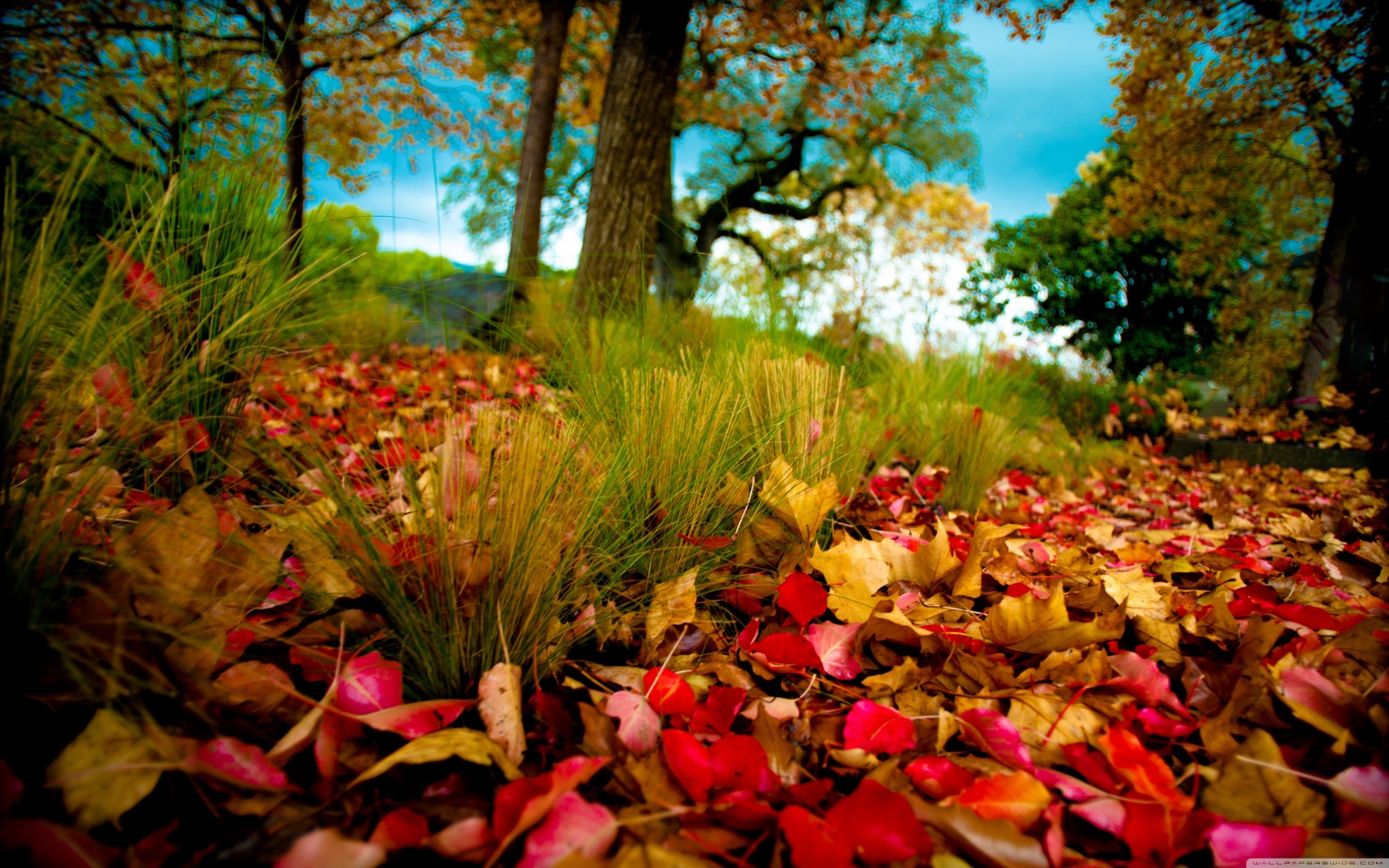 Screenshot №1 pro téma Fallen Leaves 1920x1200