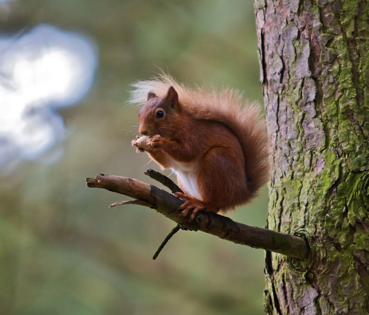 Red Squirrel wallpaper 1200x1024