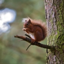 Red Squirrel wallpaper 128x128