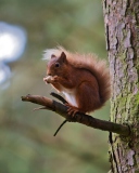 Обои Red Squirrel 128x160