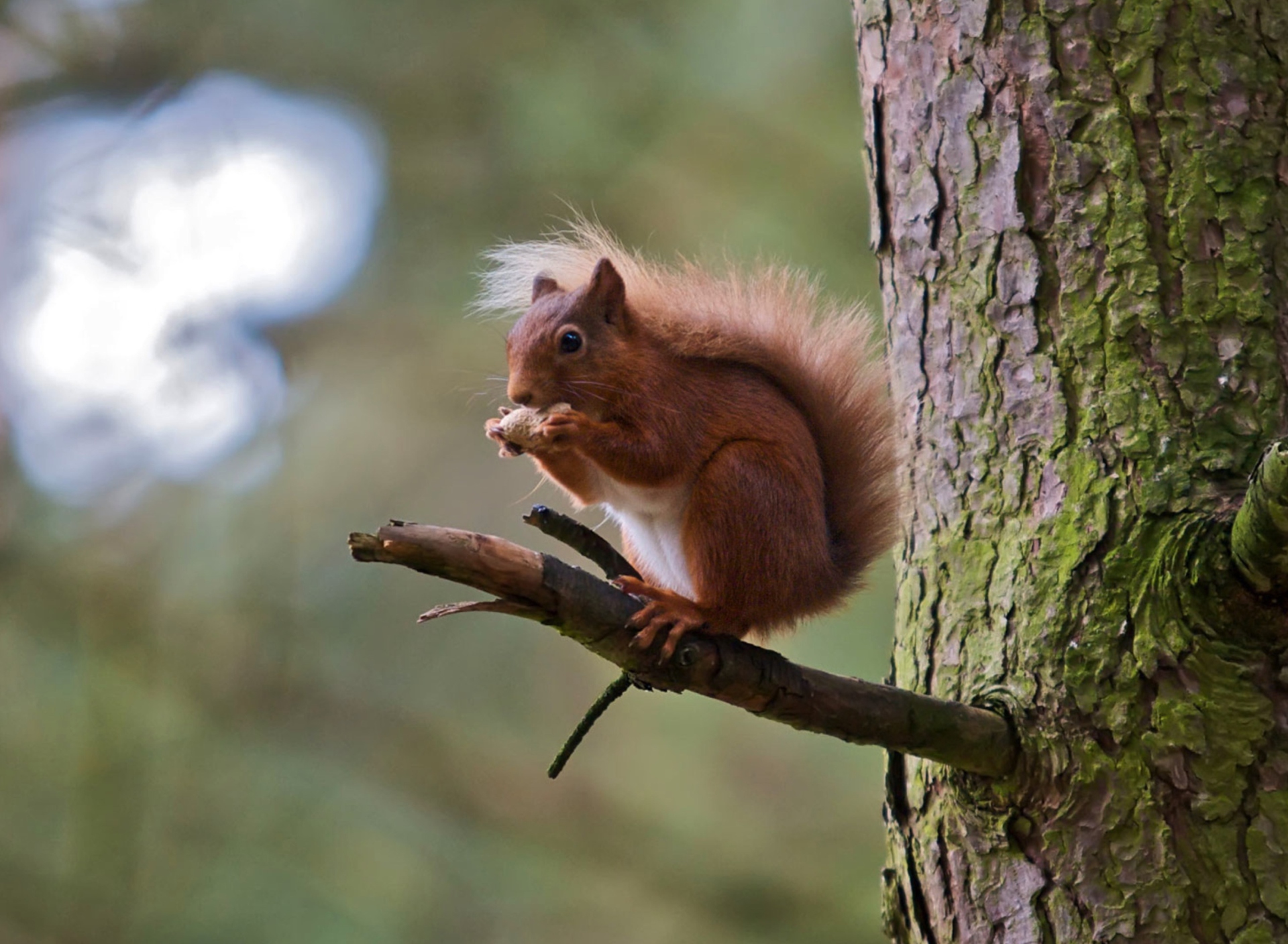 Обои Red Squirrel 1920x1408