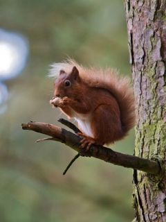 Red Squirrel wallpaper 240x320