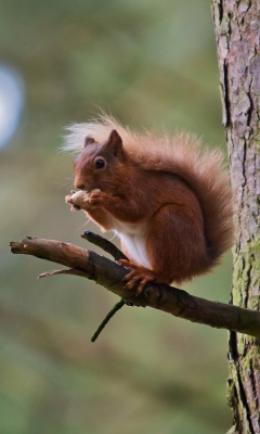 Red Squirrel wallpaper 240x400