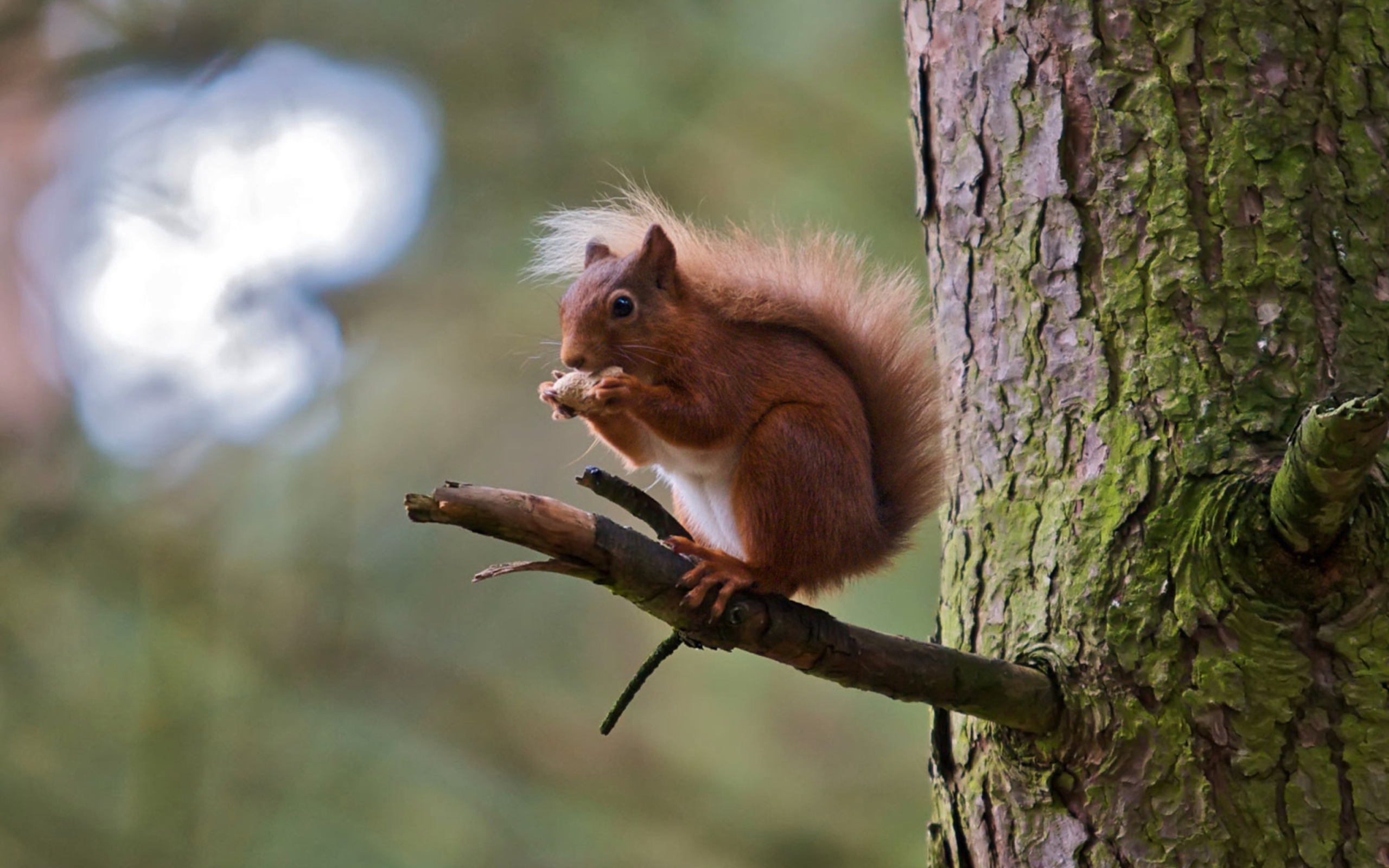 Обои Red Squirrel 2560x1600