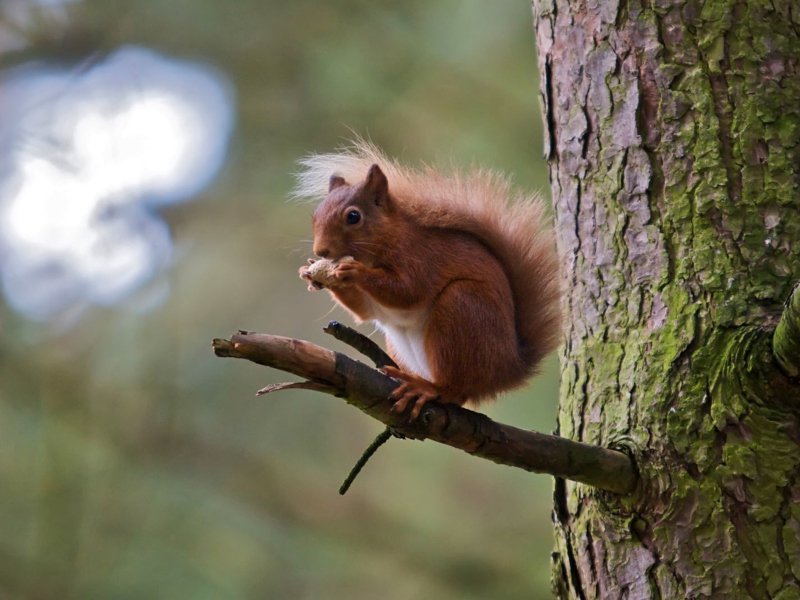 Red Squirrel wallpaper 800x600