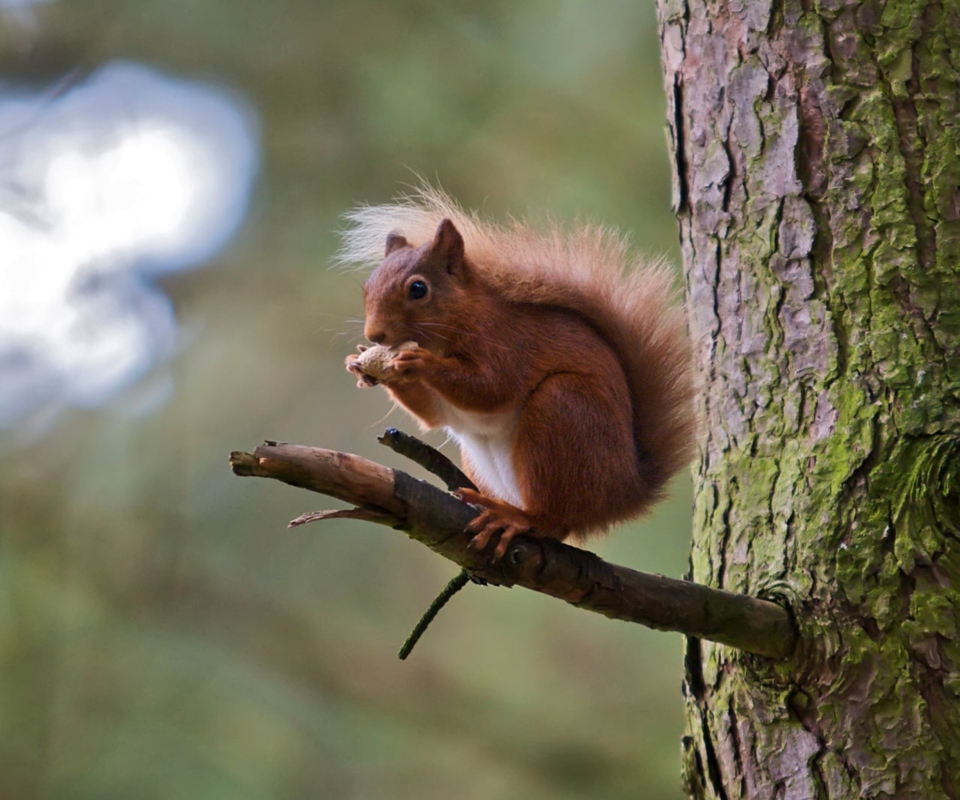 Обои Red Squirrel 960x800