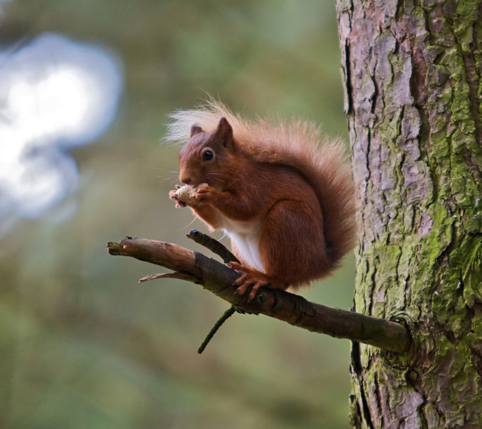 Red Squirrel wallpaper 960x854