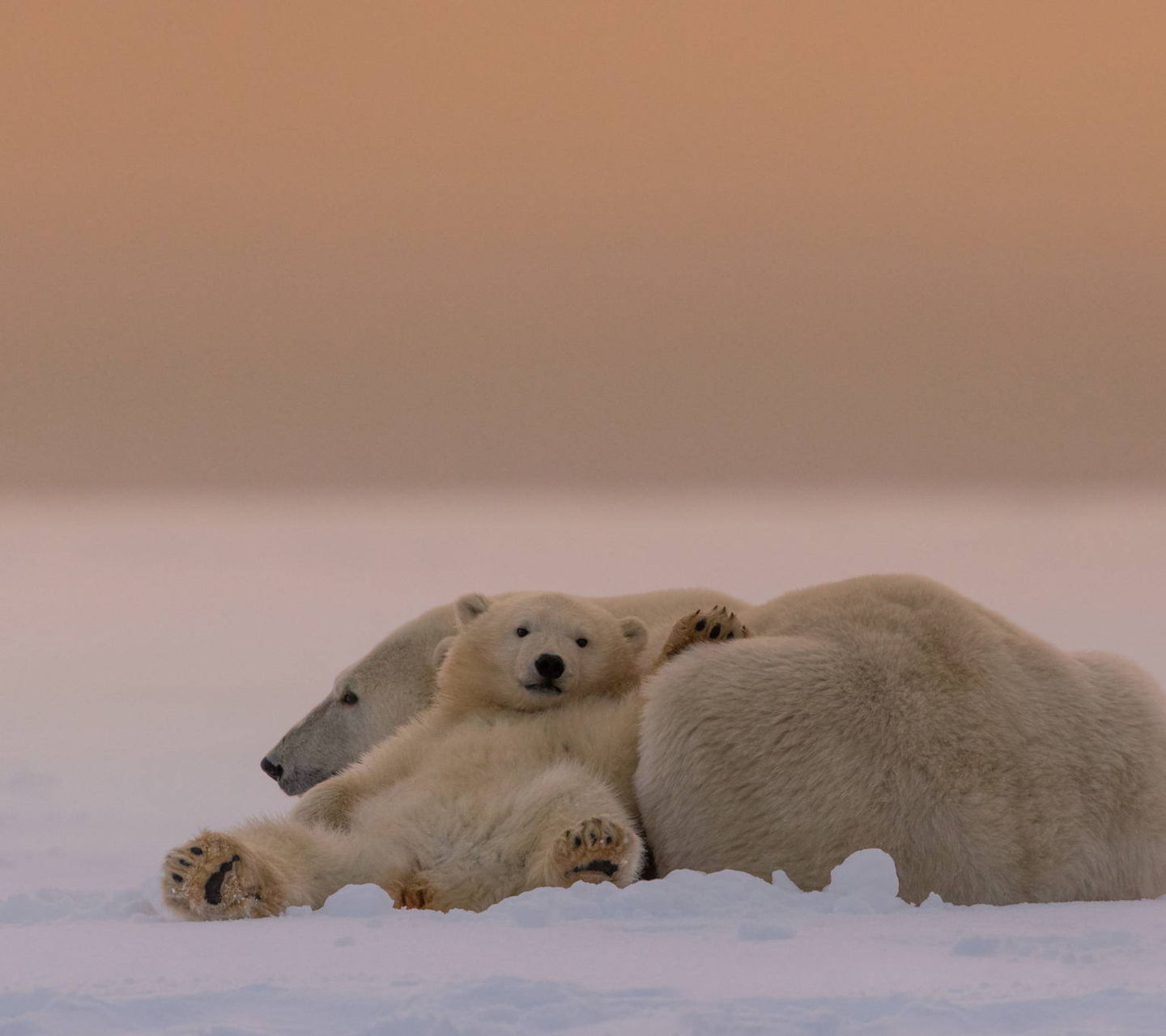 White Bears Family wallpaper 1440x1280