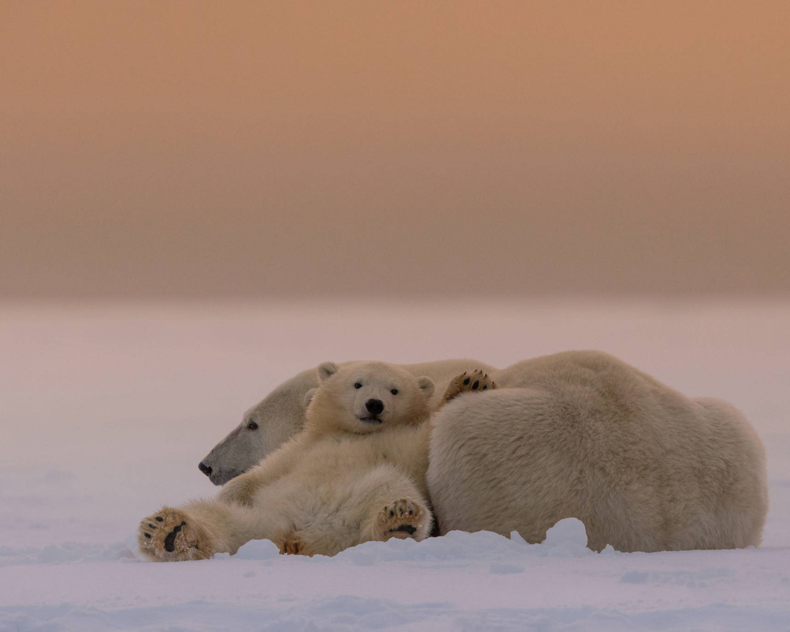 Das White Bears Family Wallpaper 1600x1280