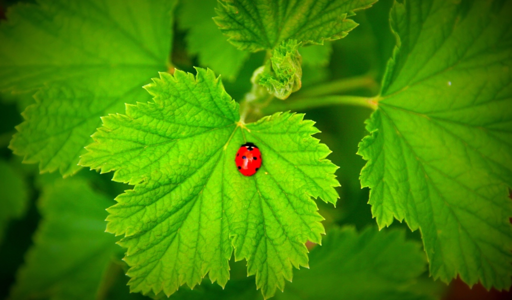 Red Ladybug On Green Leaf wallpaper 1024x600