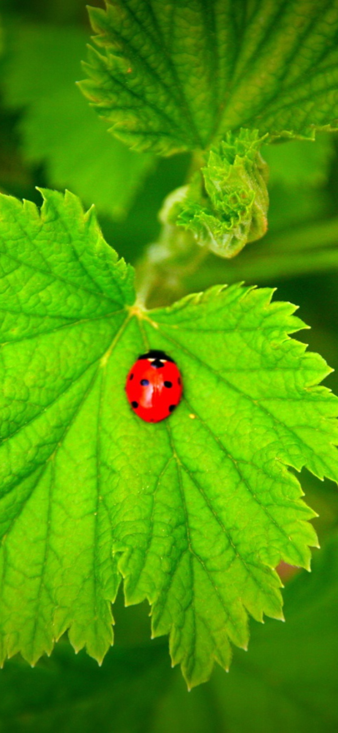 Das Red Ladybug On Green Leaf Wallpaper 1170x2532