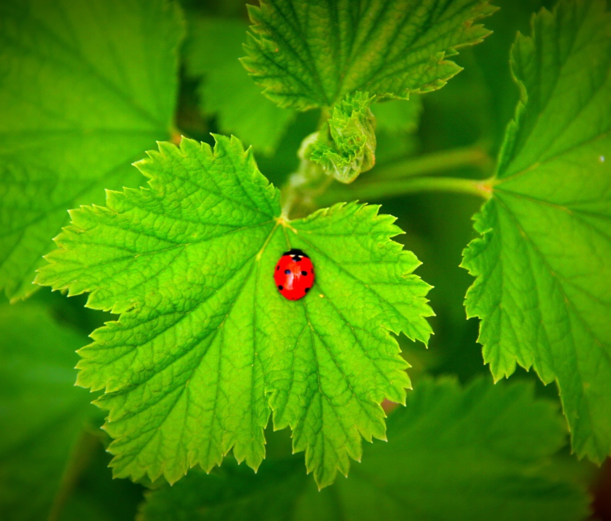 Fondo de pantalla Red Ladybug On Green Leaf 1200x1024