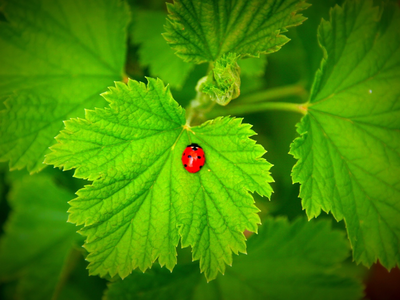 Red Ladybug On Green Leaf wallpaper 1400x1050