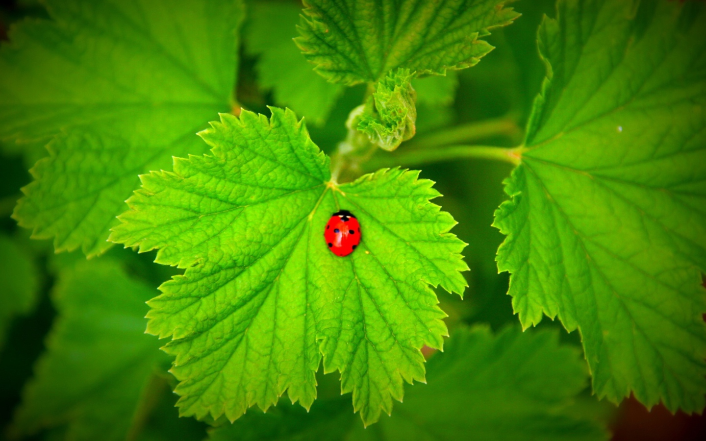 Fondo de pantalla Red Ladybug On Green Leaf 1440x900