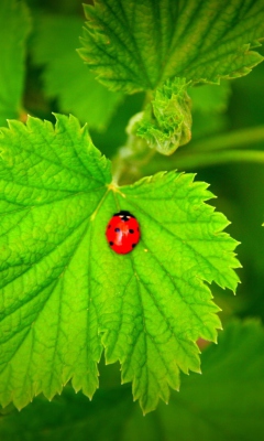 Обои Red Ladybug On Green Leaf 240x400