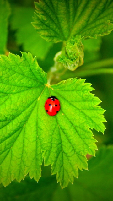 Red Ladybug On Green Leaf wallpaper 360x640