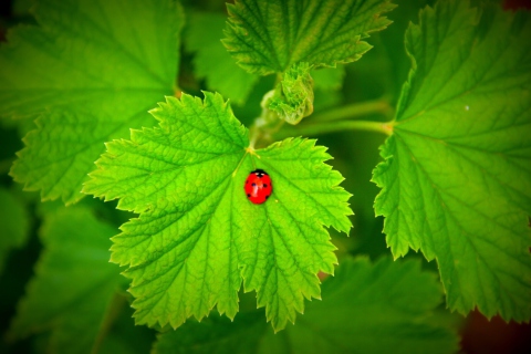 Fondo de pantalla Red Ladybug On Green Leaf 480x320
