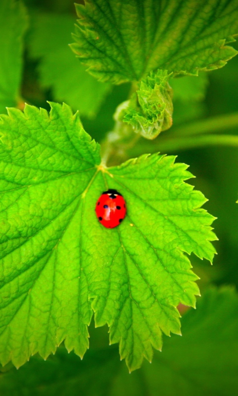 Red Ladybug On Green Leaf wallpaper 480x800