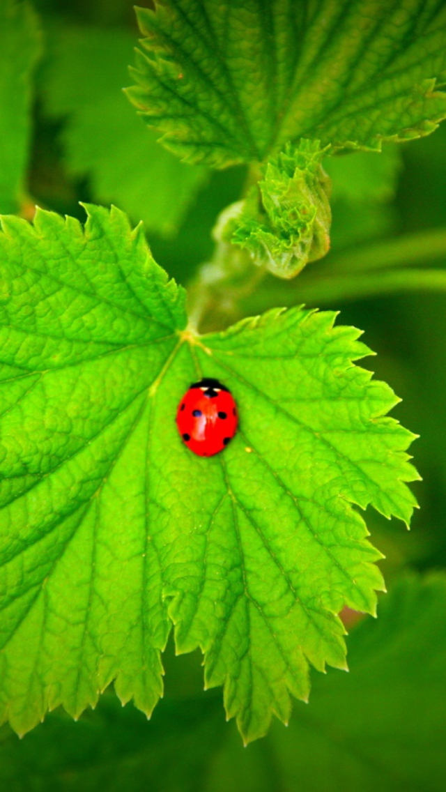 Обои Red Ladybug On Green Leaf 640x1136