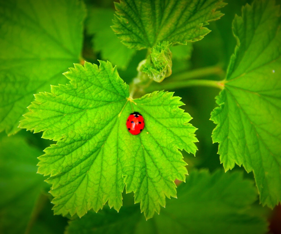 Red Ladybug On Green Leaf wallpaper 960x800